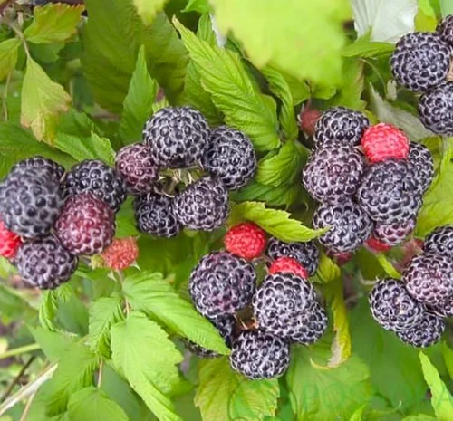 Саженцы черной малины сорта Кумберленд- фото № 1