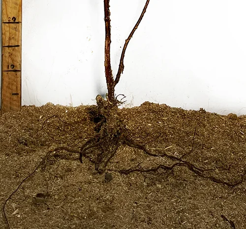 Саженцы черной малины сорта Кумберленд- фото № 3