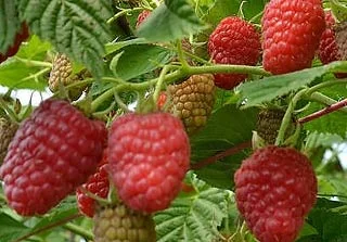 Продам саженцы устойчегово к засухе сорта Геракл- фото № 1