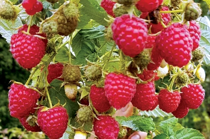 Продам саженцы устойчегово к засухе сорта Геракл- фото № 5