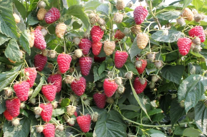 Продам саженцы устойчегово к засухе сорта Геракл- фото № 7