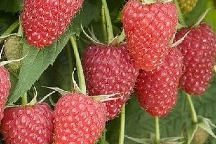 Крупноплодная малина Атлант- фото № 1