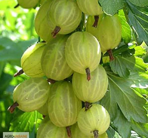 Продажа чистосортных саженцев малины с питомника- фото № 4