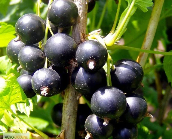 Продажа чистосортных саженцев малины с питомника- фото № 6