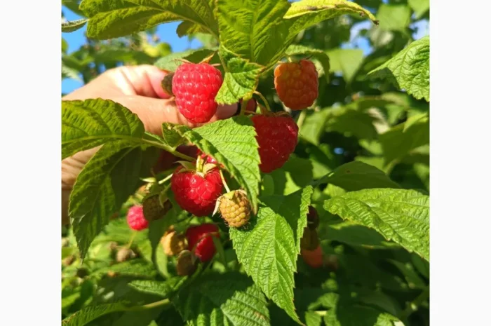 Продаємо саджанці малини ремонтантної сорту Полана- фото № 1