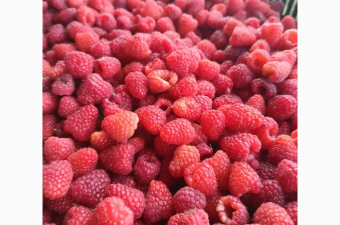 Продаємо саджанці малини ремонтантної сорту Полана- фото № 2