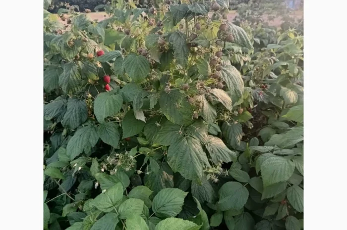 Продаємо саджанці малини ремонтантної сорту Полана- фото № 3