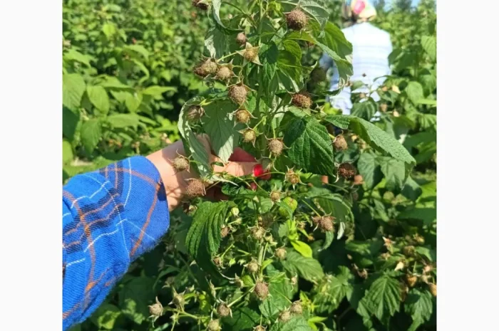 Продаємо саджанці малини ремонтантної сорту Полана- фото № 4