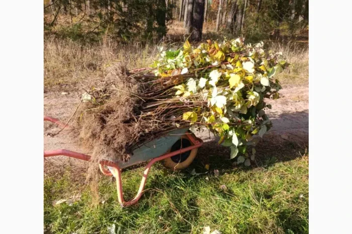 Продаємо саджанці малини ремонтантної сорту Полана- фото № 5