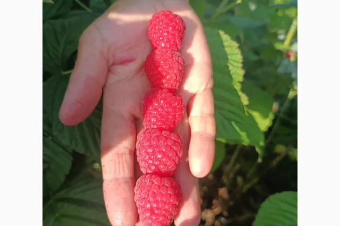 Саджанці малини ремонтантної- фото № 3