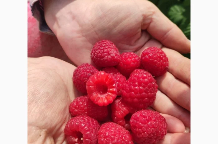 Саджанці малини ремонтантної- фото № 4