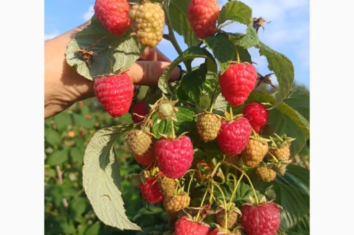 Саджанці малини ремонтантної- фото № 5
