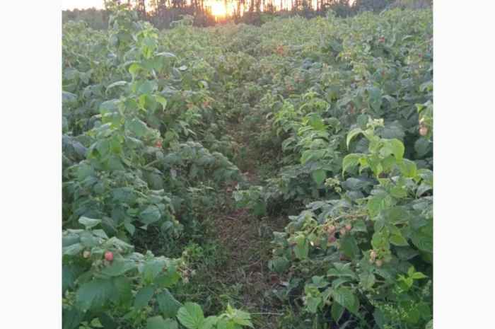 Саджанці малини ремонтантної- фото № 6