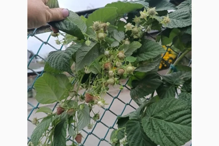 Саджанці малини ремонтантної- фото № 7