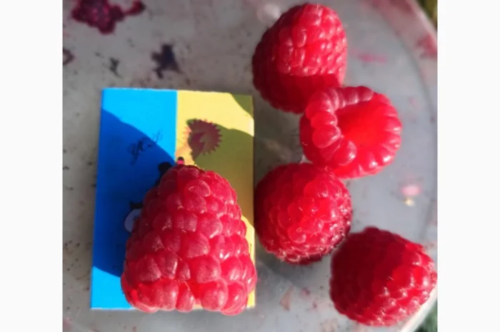 Саженцы ремонтантной малины сорта Полана (опт и розница)- фото № 1