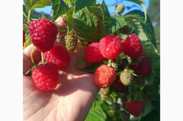 Саженцы ремонтантной малины сорта Полана (опт и розница)- фото № 2