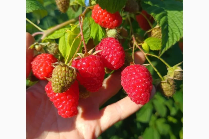 Саженцы ремонтантной малины сорта Полана (опт и розница)- фото № 3