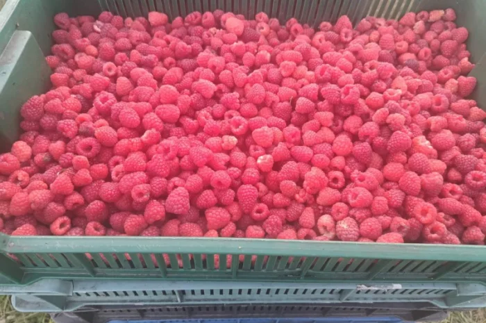 Саженцы ремонтантной малины сорта Полана (опт и розница)- фото № 5