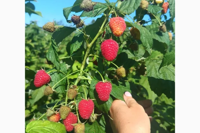 Саженцы ремонтантной малины сорта Полана (опт и розница)- фото № 6