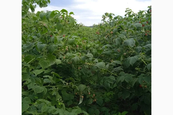 Саженцы ремонтантной малины сорта Полана (опт и розница)- фото № 7