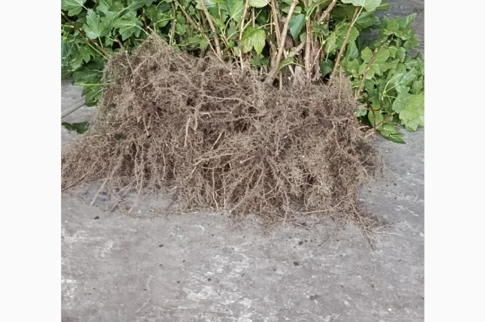 Продаю двохрічні саджанці смородини сорту «Вернісаж»- фото № 2