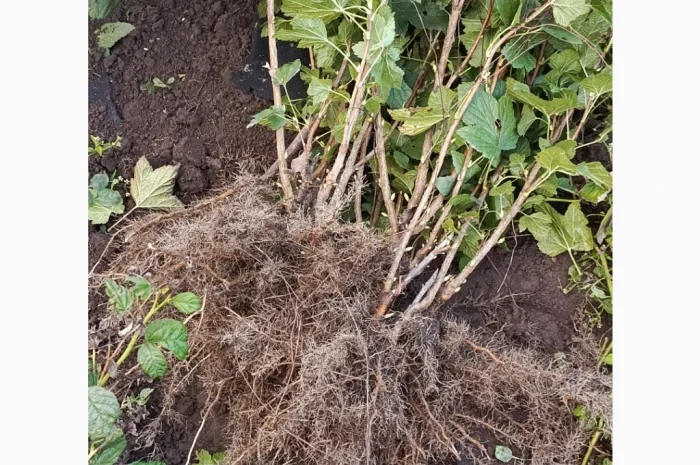 Продаю двохрічні саджанці смородини сорту «Вернісаж»- фото № 3