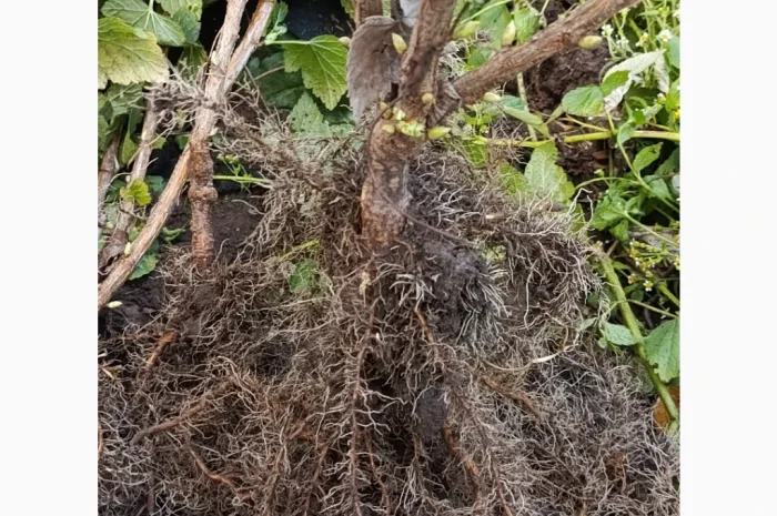 Продаю двохрічні саджанці смородини сорту «Вернісаж»- фото № 4