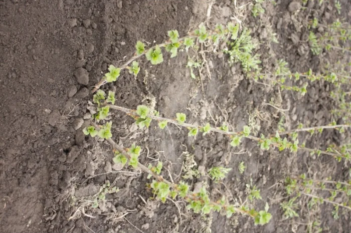 Саженец черной крупноплодной смородины Добрыня ПЛОДОНОСЯЩИЙ ВЗРОСЛЫЙ- фото № 2