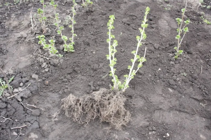 Саженец черной крупноплодной смородины Добрыня ПЛОДОНОСЯЩИЙ ВЗРОСЛЫЙ- фото № 3