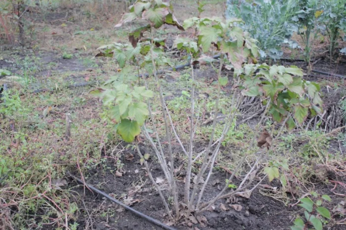 Саженец черной крупноплодной смородины Добрыня ПЛОДОНОСЯЩИЙ ВЗРОСЛЫЙ- фото № 4