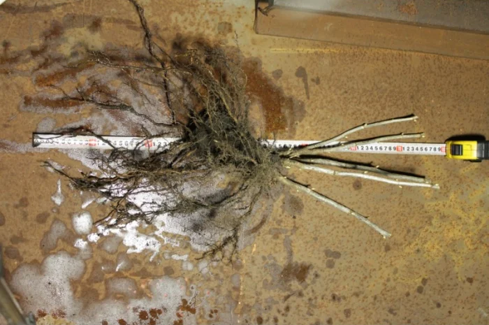 Саженец черной крупноплодной смородины Добрыня ПЛОДОНОСЯЩИЙ ВЗРОСЛЫЙ- фото № 5