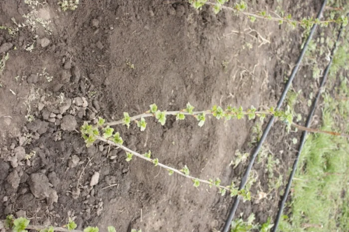 Саженец черной крупноплодной смородины Добрыня ПЛОДОНОСЯЩИЙ ВЗРОСЛЫЙ- фото № 6