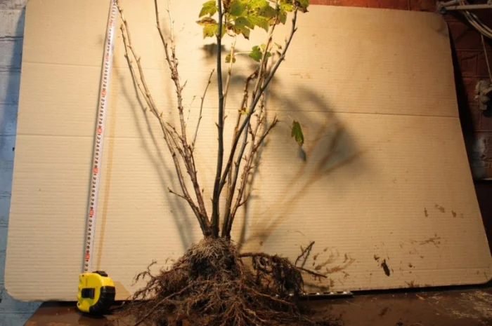 Саженец черной крупноплодной смородины Добрыня ПЛОДОНОСЯЩИЙ ВЗРОСЛЫЙ- фото № 7