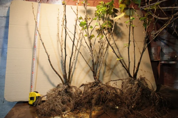 Саженец черной крупноплодной смородины Добрыня ПЛОДОНОСЯЩИЙ ВЗРОСЛЫЙ- фото № 8