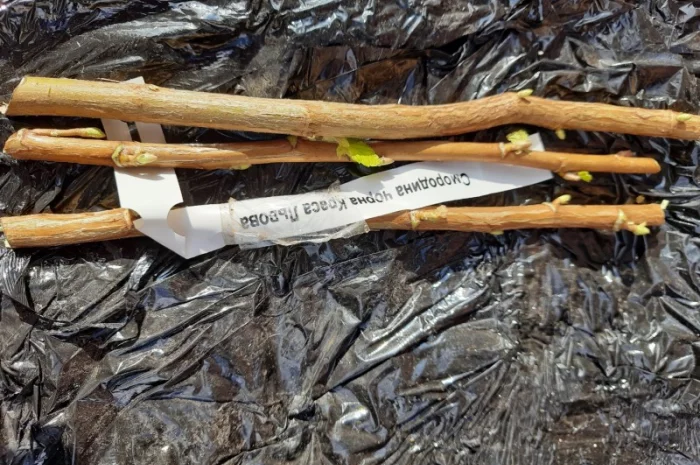 Продам живці (черенок) чорної смородини Ю. Копаня Тибен- фото № 1