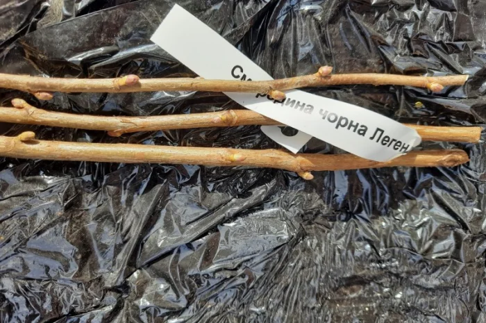 Приймаю замовлення черенки чорної смородини на весна 2025р- фото № 1