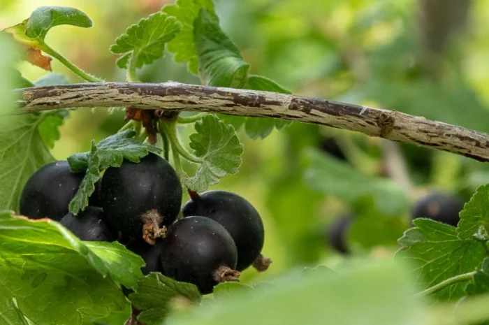 Саджанці чорної Смородини Однорічні 1й сорт Ювілейна Копаня- фото № 1