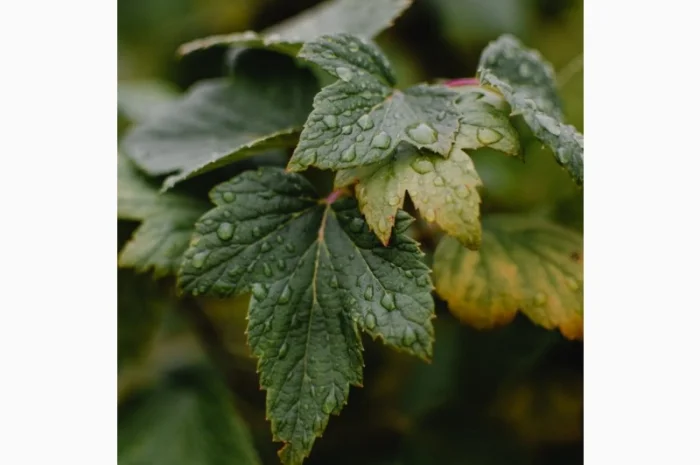 Саженцы черной смородины 1-й сорт Софиевская, 1 год- фото № 1