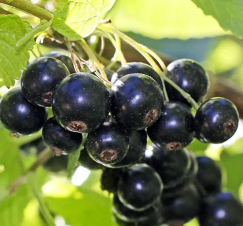 Саджанці смородини Біг Бен- фото № 1