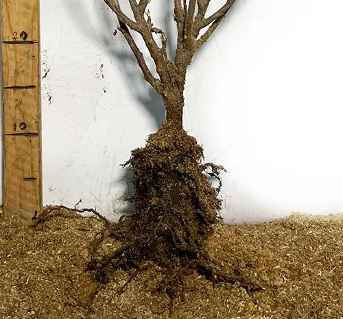 Саджанці смородини Біг Бен- фото № 3