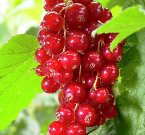 Саджанці смородини Асора (порічка)- фото № 1