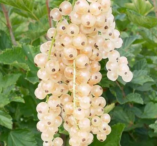 Саджанці смородини Баяна- фото № 1