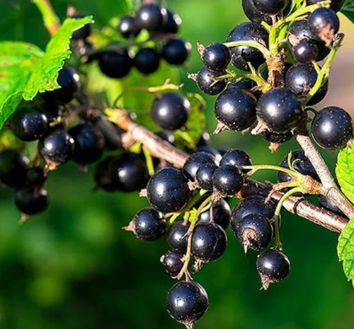 Саджанці смородини на штамбі Вернісаж- фото № 1