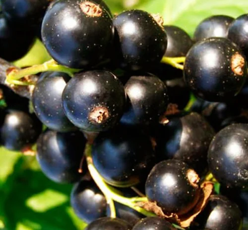 Саджанці смородини Бона- фото № 1