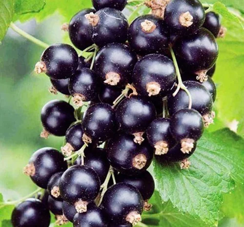 Саджанці смородини Вернісаж- фото № 1