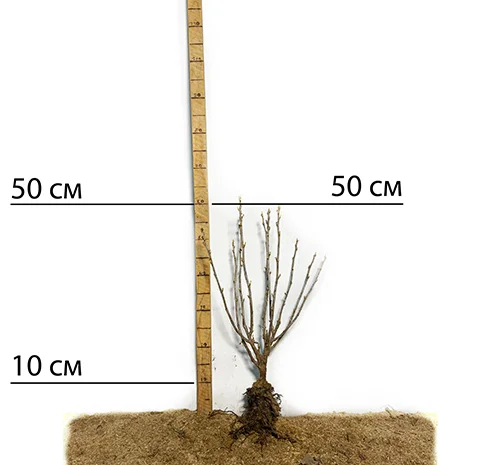 Саджанці смородини Вернісаж- фото № 2