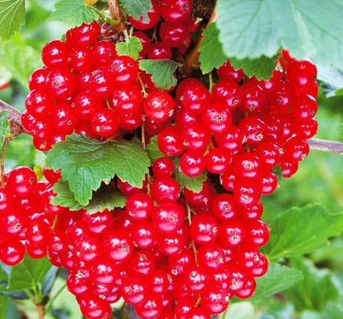 Саджанці смородини Гіганта- фото № 1