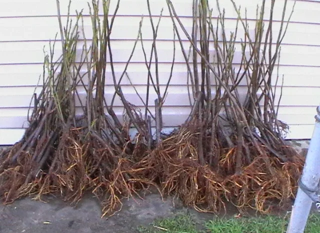 Продаются саженцы инжира- фото № 1