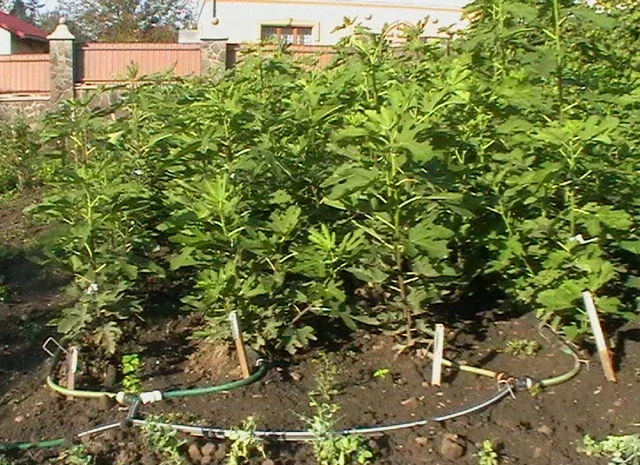 Продаются саженцы инжира- фото № 2