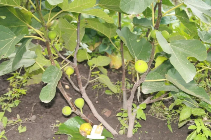 Продаются саженцы инжира- фото № 3